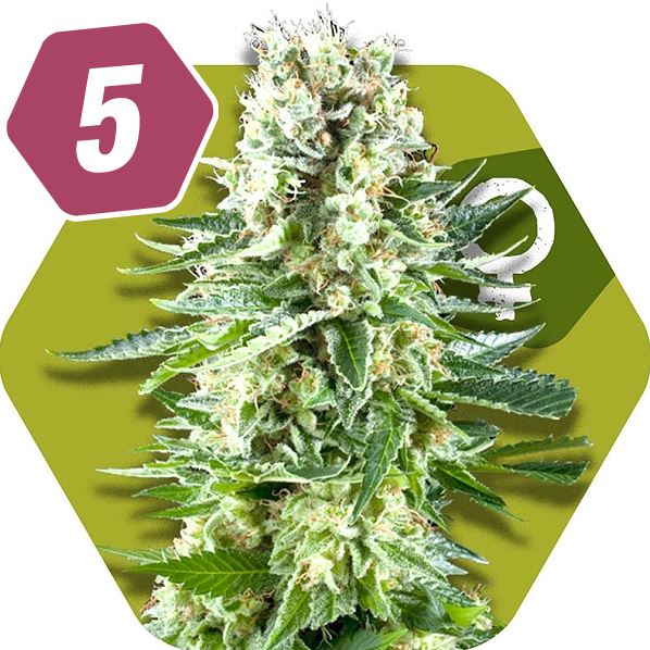 Top 5 Feminized Sativa Cannabis Strains